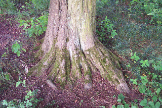 Waldfriedhof Mörz